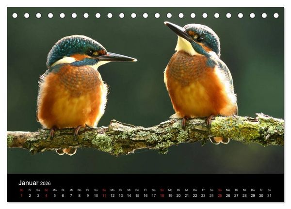 Produktbild: IM LAND DER EISV&Ouml;GEL (Tischkalender 2026 DIN A5 quer), CALVENDO Monatskalender