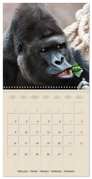 Produktbild: Gorillas &bull; The Gentle Giants (Wall Calendar 2026 12 &times; 12 Inch) CALVENDO 12 Month Wall Calendar