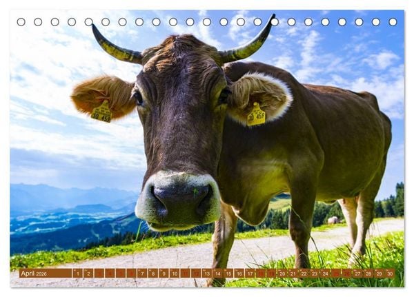 Produktbild: Allg&auml;uer Sch&ouml;nheiten Allg&auml;u - Land der K&uuml;he (Tischkalender 2026 DIN A5 quer), CALVENDO Monatskalender