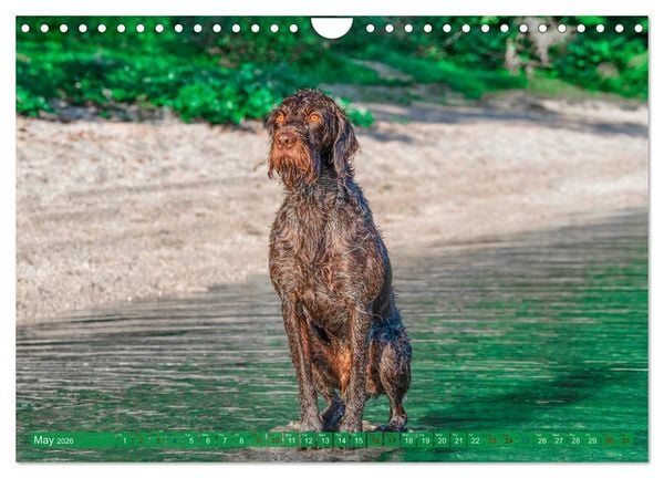 Produktbild: Pointer Power (Wall Calendar 2026 DIN A4 landscape), CALVENDO 12 Month Wall Calendar