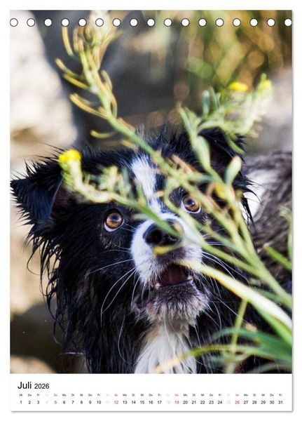 Produktbild: Australian Shepherd &ndash; Mit dem Aussie unterwegs (Tischkalender 2026 DIN A5 hoch), CALVENDO Monatskalender