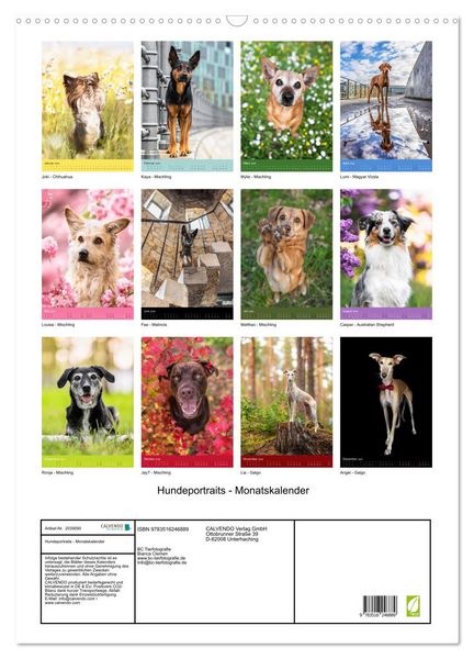 Produktbild: Hundeportraits - Monatskalender (Wandkalender 2026 DIN A2 hoch), CALVENDO Monatskalender