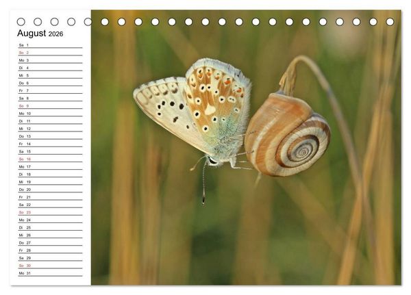 Produktbild: Der Schneckenkalender (Tischkalender 2026 DIN A5 quer), CALVENDO Monatskalender