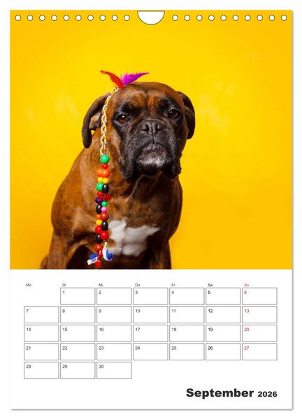 Produktbild: colorful world of boxer 2026 (Wandkalender 2026 DIN A4 hoch), CALVENDO Monatskalender
