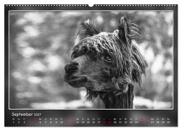 Produktbild: Tieren ins Gesicht geschaut (hochwertiger Premium Wandkalender 2027 DIN A2 quer), Kunstdruck in Hochglanz