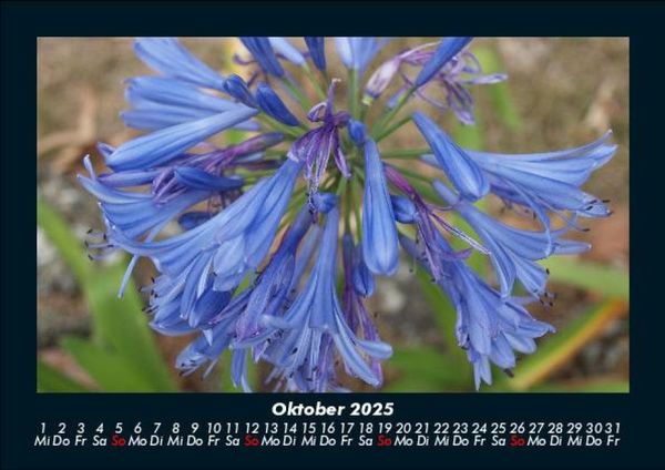 Produktbild: Blumentr&auml;ume 2025 Fotokalender DIN A5