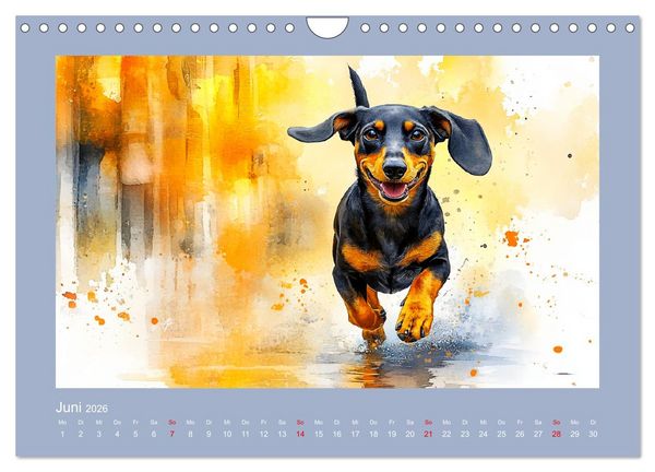Produktbild: Dackelzauber. Charmante Begleiter im lieblichen Aquarell-Stil (Wandkalender 2026 DIN A4 quer), CALVENDO Monatskalender