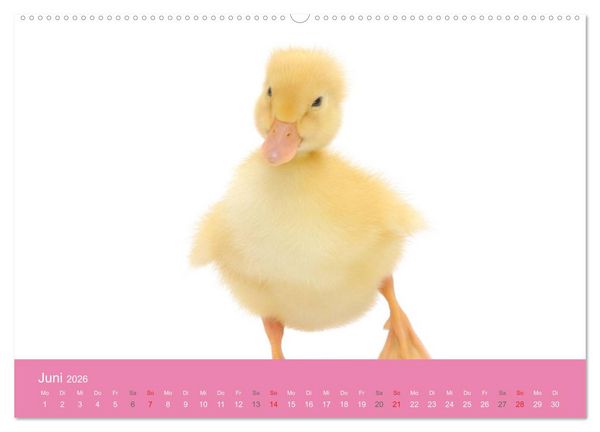 Produktbild: S&uuml;&szlig;e Tier-Babys! (hochwertiger Premium Wandkalender 2026 DIN A2 quer), Kunstdruck in Hochglanz