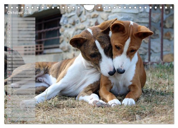 Produktbild: Basenji, der Kongo-Terrier (Wandkalender 2026 DIN A4 quer), CALVENDO Monatskalender