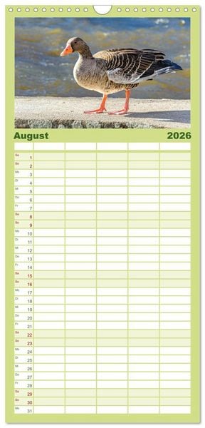 Produktbild: Familienplaner 2026 - Graug&auml;nse in heimischer Umgebung mit 5 Spalten (Wandkalender, 21 x 45 cm) CALVENDO