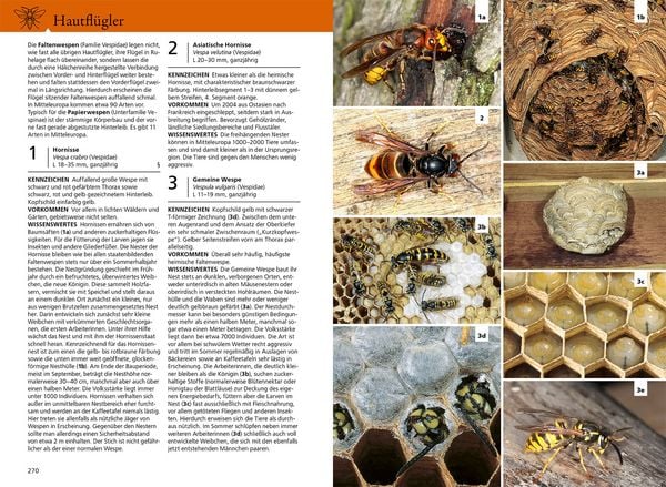 Produktbild: Der KOSMOS Insektenf&uuml;hrer