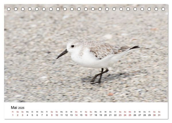 Produktbild: M&ouml;wen am Meer (Tischkalender 2026 DIN A5 quer), CALVENDO Monatskalender