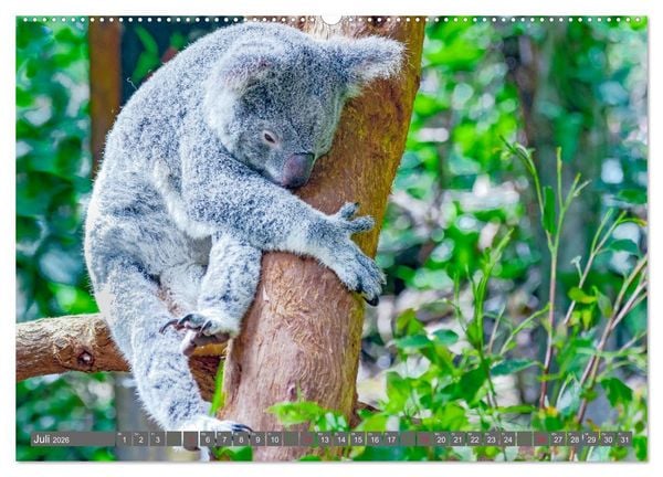 Produktbild: Koalas - Kuscheliges Symbol Australiens (Wandkalender 2026 DIN A2 quer), CALVENDO Monatskalender