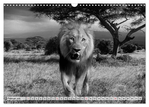 Produktbild: Wilde Tiere in schwarz-wei&szlig; (Wandkalender 2026 DIN A3 quer), CALVENDO Monatskalender