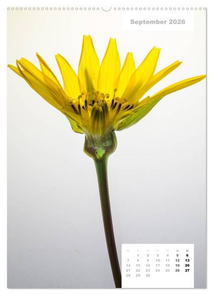 Produktbild: Schnittblumen 2026 (Wandkalender 2026 DIN A2 hoch), CALVENDO Monatskalender