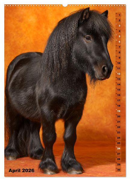 Produktbild: Das Leben ist ein Ponyhof - Zwergponys im Studiolicht (hochwertiger Premium Wandkalender 2026 DIN A2 hoch), Kunstdruck in Hochglanz