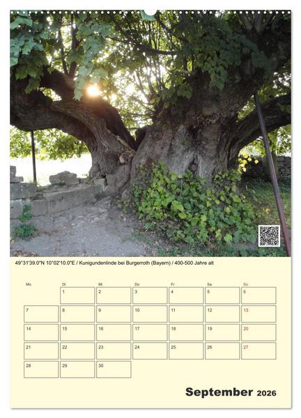 Produktbild: Uralt - Mit QR-Code und GPS zu alten B&auml;umen (Wandkalender 2026 DIN A2 hoch), CALVENDO Monatskalender