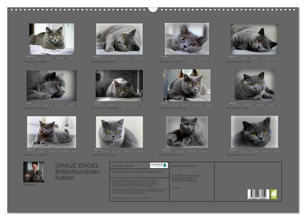 Produktbild: GRAUE ENGEL Britischkurzhaar-Katzen (Wandkalender 2026 DIN A2 quer), CALVENDO Monatskalender