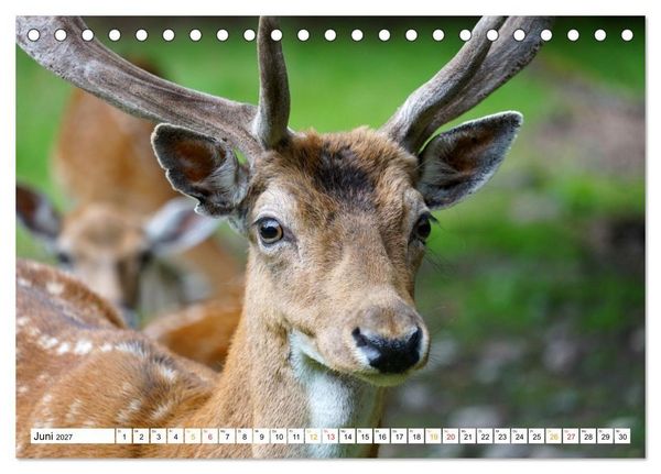 Produktbild: 12 Monate Natur (Tischkalender 2027 DIN A5 quer), CALVENDO Monatskalender
