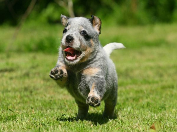 Produktbild: CALVENDO Puzzle Ein Motiv aus dem Kalender Australian Cattle Dog Welpen | 1000 Teile Lege-Gr&ouml;&szlig;e 64x48cm Foto-Puzzle f&uuml;r gl&uuml;ckliche Stunden
