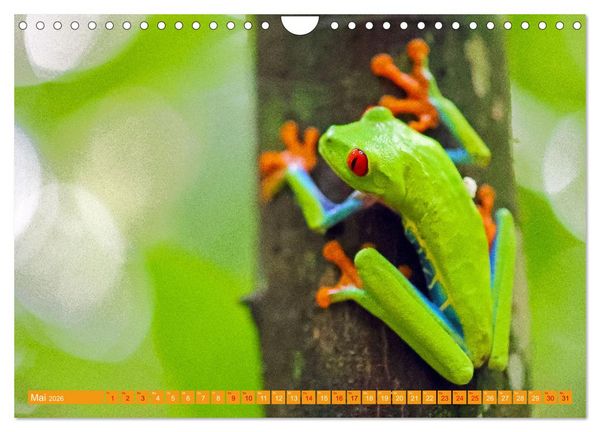 Produktbild: Wildes Costa Rica (Wandkalender 2026 DIN A4 quer), CALVENDO Monatskalender