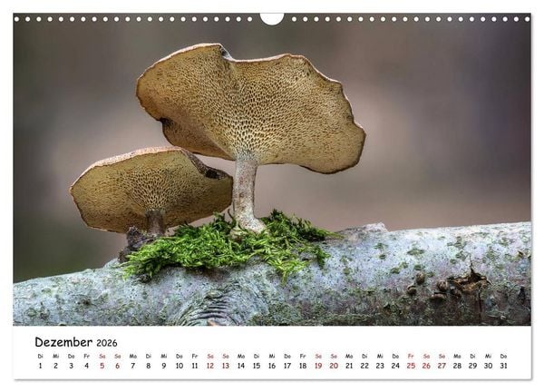 Produktbild: Pilzgalerie - Die bunte Welt der Baumpilze (Wandkalender 2026 DIN A3 quer), CALVENDO Monatskalender