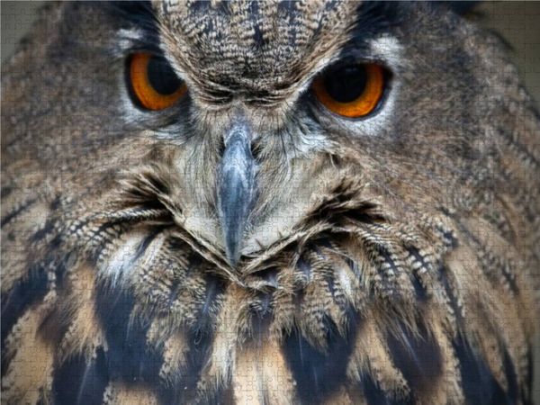 Produktbild: CALVENDO Puzzle Eule | 1000 Teile Lege-Gr&ouml;&szlig;e 64x48cm Foto-Puzzle f&uuml;r gl&uuml;ckliche Stunden