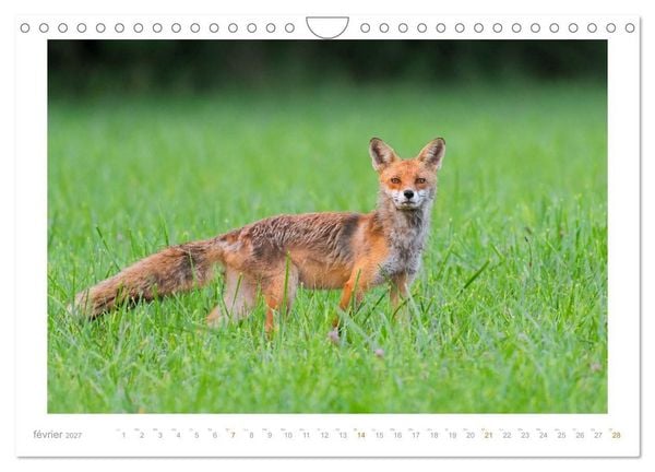 Produktbild: Un an avec le renard roux (Calendrier mural 2027 DIN A4 vertical), CALVENDO calendrier mensuel