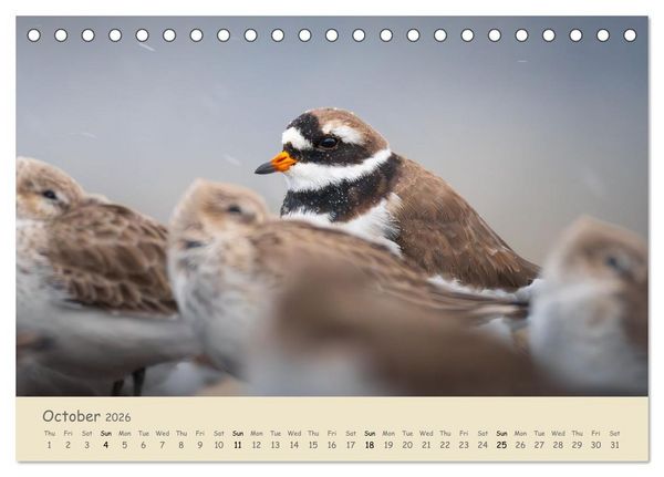 Produktbild: Wild encounters &ndash; Moments in the heart of nature (Desk Calendar 2026 DIN A5 landscape), CALVENDO 12 Month DeskCalendar