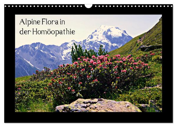 Produktbild: Alpine Flora in der Hom&ouml;opathie (Wandkalender 2026 DIN A3 quer), CALVENDO Monatskalender