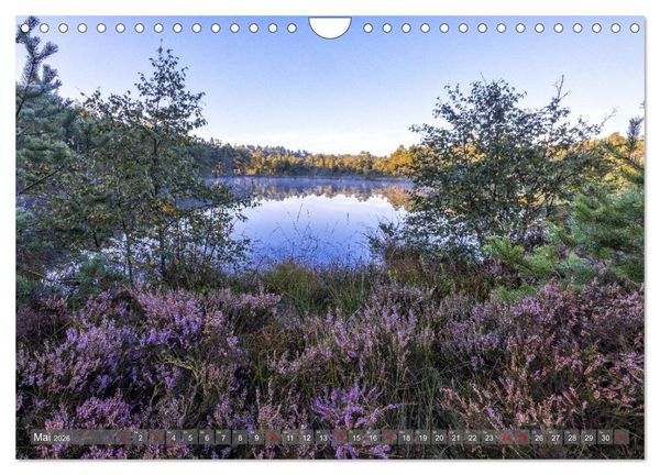 Produktbild: Die L&uuml;neburger Heide - In voller Bl&uuml;te (Wandkalender 2026 DIN A4 quer), CALVENDO Monatskalender