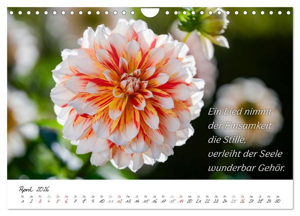 Produktbild: Dahlien Poesie (Wandkalender 2026 DIN A4 quer), CALVENDO Monatskalender