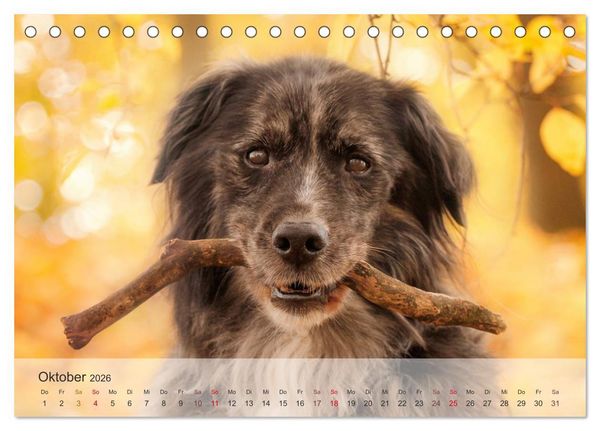 Produktbild: Hunde 2026 - Treue Begleiter (Tischkalender 2026 DIN A5 quer), CALVENDO Monatskalender