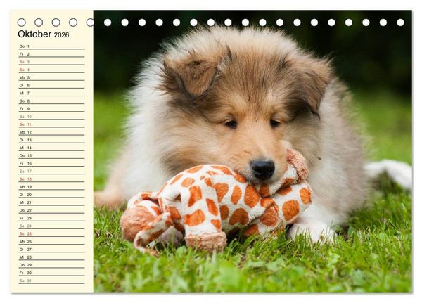 Produktbild: Collie - Mein bester Freund (Tischkalender 2026 DIN A5 quer), CALVENDO Monatskalender