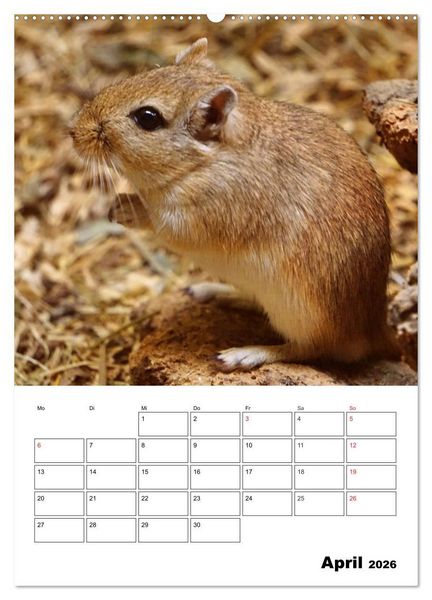 Produktbild: Lustige Rennm&auml;use (Wandkalender 2026 DIN A2 hoch), CALVENDO Monatskalender