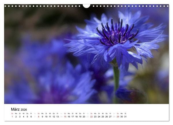 Produktbild: Zarte Natur 2026 (Wandkalender 2026 DIN A3 quer), CALVENDO Monatskalender