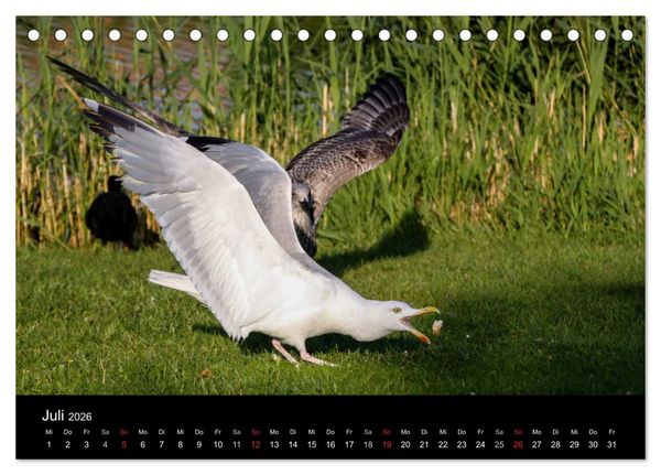 Produktbild: Spontane Fotografie - M&ouml;wen (Tischkalender 2026 DIN A5 quer), CALVENDO Monatskalender