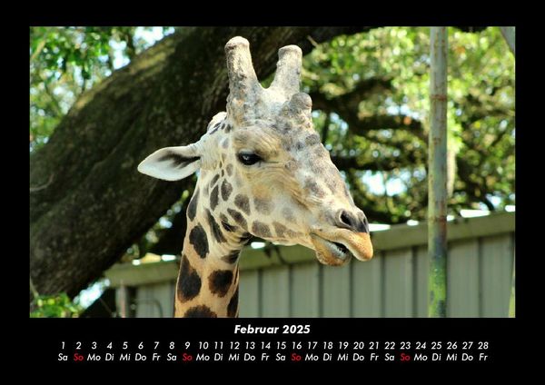 Produktbild: Giraffen 2025 Fotokalender DIN A3