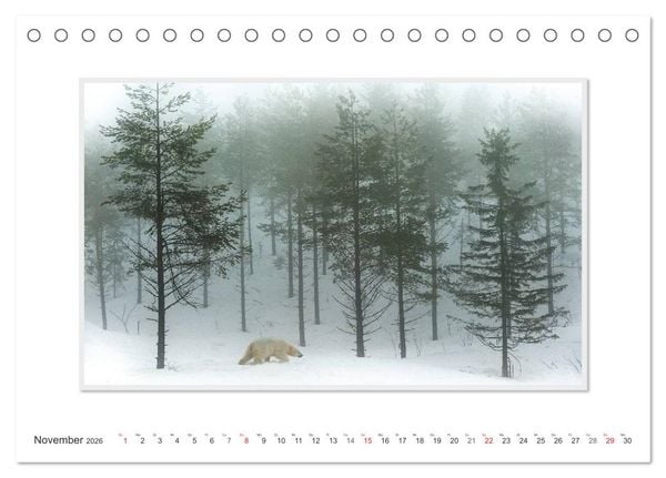 Produktbild: Emotionale Momente: Der Eisb&auml;r. (Tischkalender 2026 DIN A5 quer), CALVENDO Monatskalender