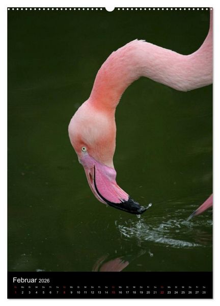 Produktbild: Flamingos - Eleganz in Rot und Rosa (Wandkalender 2026 DIN A2 hoch), CALVENDO Monatskalender