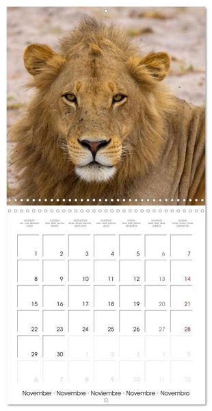 Produktbild: CATS OF AFRICA (Wall Calendar 2027 12 &times; 12 Inch) CALVENDO 12 Month Wall Calendar