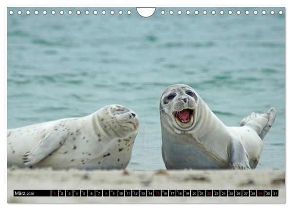 Produktbild: Robben an der Nordsee (Wandkalender 2026 DIN A4 quer), CALVENDO Monatskalender