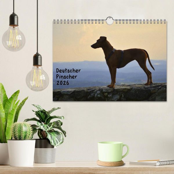 Produktbild: Deutscher Pinscher (Wandkalender 2026 DIN A4 quer), CALVENDO Monatskalender