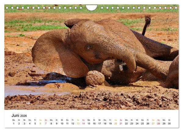 Produktbild: ADDO ELEPHANT NATIONAL PARK Elefanten Babies (Wandkalender 2026 DIN A4 quer), CALVENDO Monatskalender