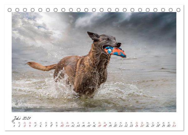 Produktbild: Malinois - Seelen aus Feuer (Tischkalender 2027 DIN A5 quer), CALVENDO Monatskalender