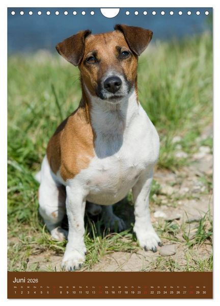 Produktbild: Jack Russell Terrier (Wandkalender 2026 DIN A4 hoch), CALVENDO Monatskalender
