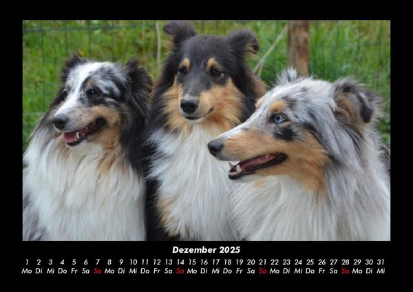 Produktbild: Hunde 2025 Fotokalender DIN A3