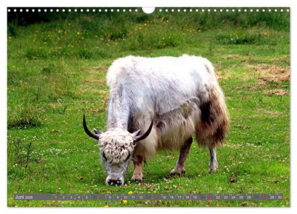 Produktbild: Der Yak (Wandkalender 2026 DIN A3 quer), CALVENDO Monatskalender