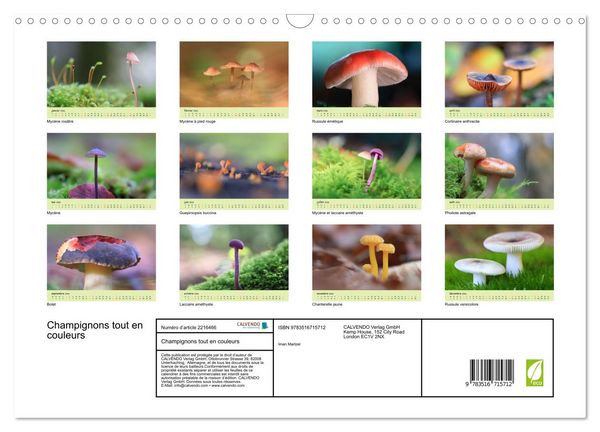 Produktbild: Champignons tout en couleurs (Calendrier mural 2026 DIN A3 vertical), CALVENDO calendrier mensuel