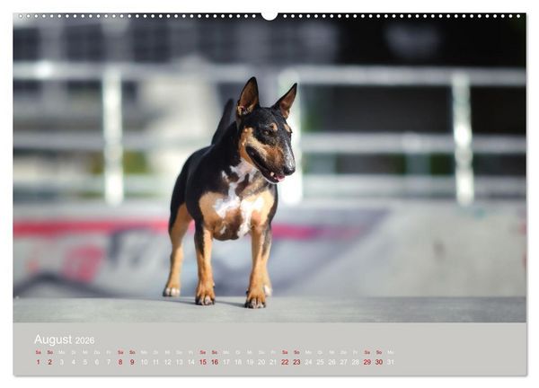 Produktbild: Fantastische Bullterrier - Sieger im Herzen (Wandkalender 2026 DIN A2 quer), CALVENDO Monatskalender